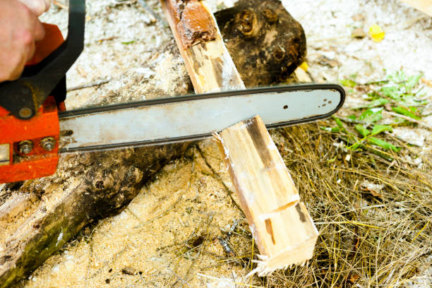 istock Sawing wood with a chainsaw. 842312360