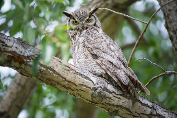 Great horned owl stock photo