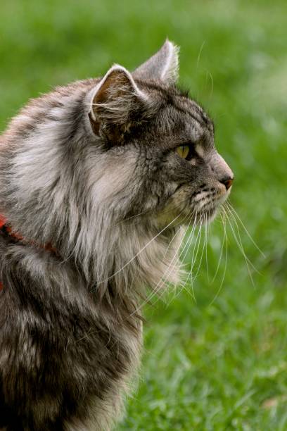 istock Maine coon cat in the garden 842318328