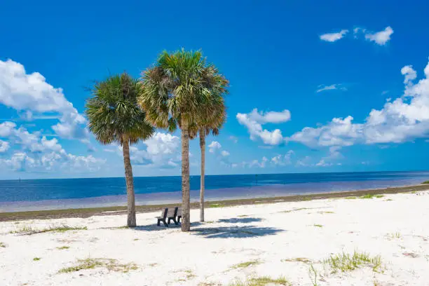 A trio of sabal palms on the Gulf of Mexico with a park bench in the shade.