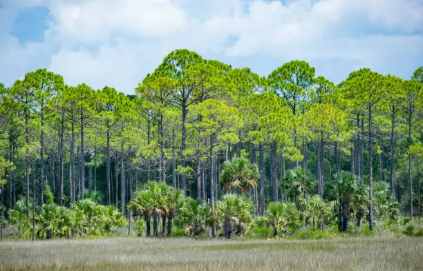 Pine trees, palm trees and coastal swamp grass in a marsh on the Gulf of Mexcio.