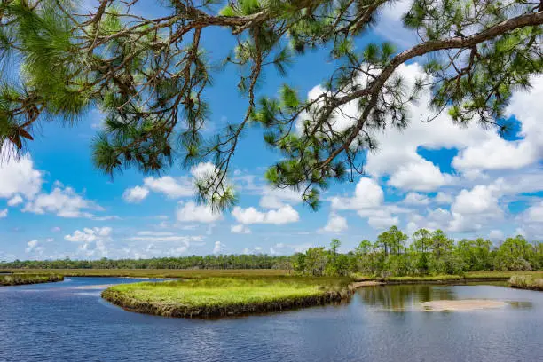 A winding tidal river flows through salt grass and pine trees near Steinhatchee, Florida in the Big Bend Wildlife Management Area.