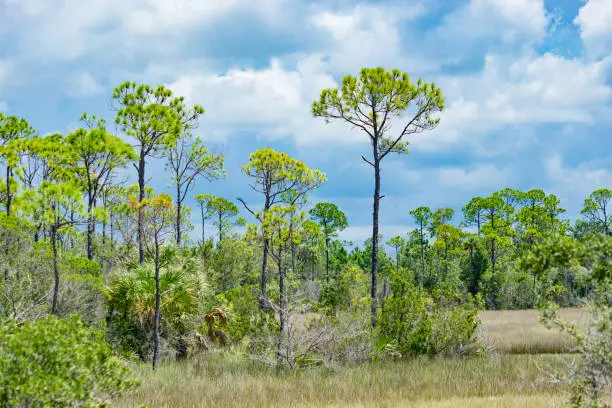 A salt grash marsh with pine trees and palm trees near the Gulf of Mexico.