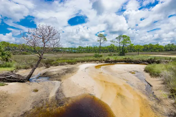 A clear creek with a sandy bottom winds through a tidal wetland in northern Florida.