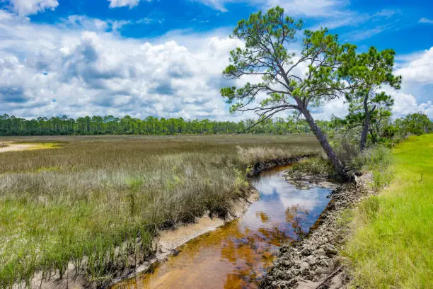 A creek winds through a scenic wetland on Florida's Gulf Coast in the Tide Swamp Wildlife Management Area.