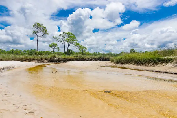 A clear creek with a sandy bottom winds through a tidal wetland in northern Florida.