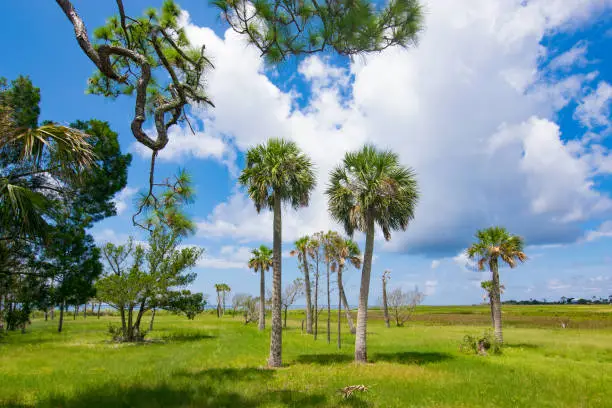 Sabal palms on a coastal wetland on the Gulf of Mexico in Florida.