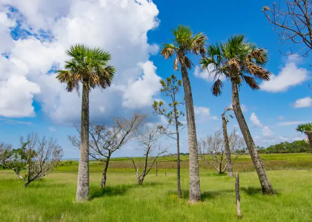 Sabal palms on a coastal wetland on the Gulf of Mexico in Florida.