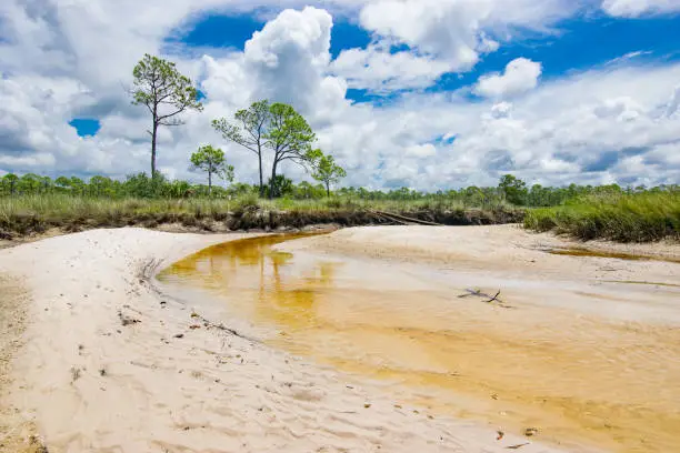 A clear creek with a sandy bottom winds through a tidal wetland in northern Florida.