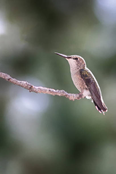 istock Costa's Hummingbird (Calypte costae) young male perched on a lone branch. 842327782