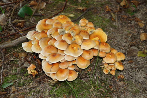 istock Nature reserve Fischbeker Heide 842330634