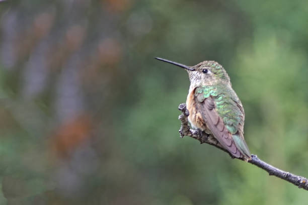 istock Female Rufous Hummingbird (Selasphorus rufus) sits on branch against diffused background. 842330874