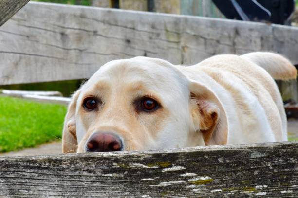 istock Labrador Retriever behind a wooden gate 842330988