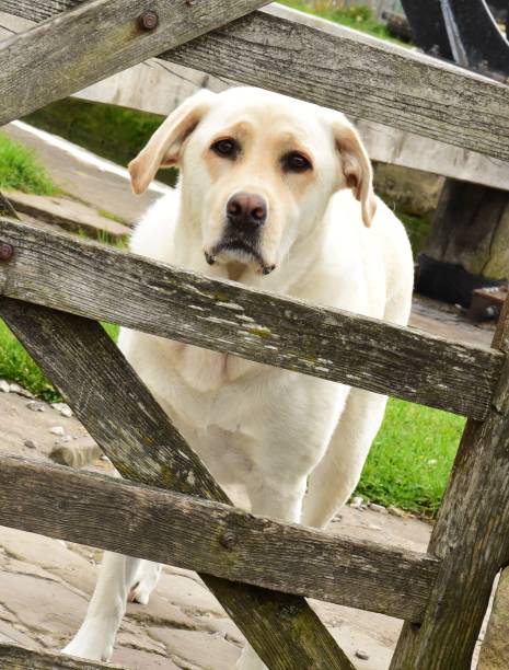 istock Labrador Retriever behind a wooden gate 842331098