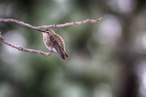 istock Black-chinned Hummingbird (Archilochus alexandri) perched on a branch. 842331218