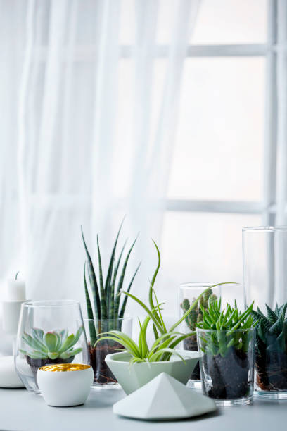 istock flowers and green plants 842331314