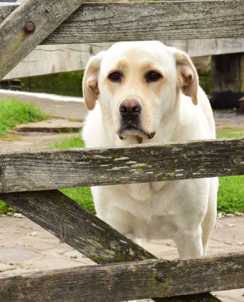 istock Labrador Retriever behind a wooden gate 842331388