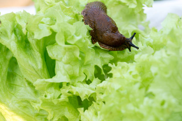 istock a slug in the garden eating a lettuce leaf 842334112