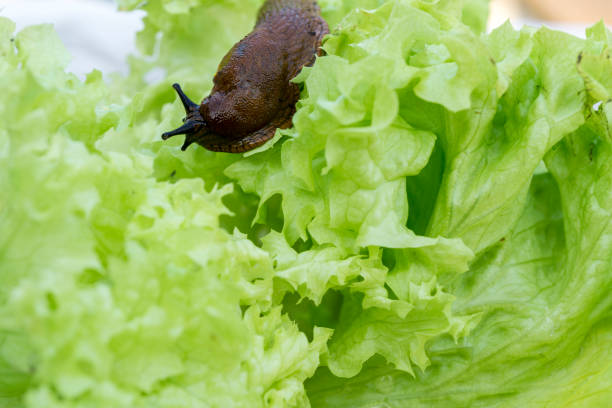 istock a slug in the garden eating a lettuce leaf 842334128