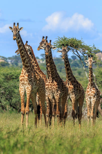 una mandria di giraffe masai - masai giraffe foto e immagini stock