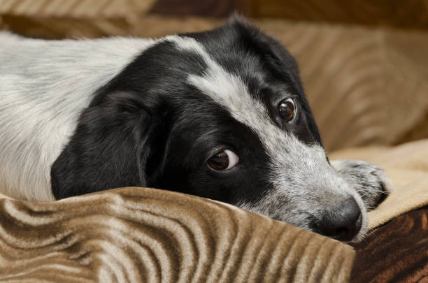 istock Sad puppy lying on the floor 842336632