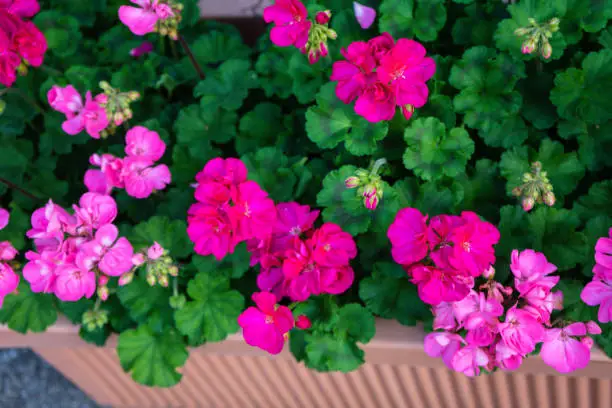 pink and violet red flower in ton pot with green plant