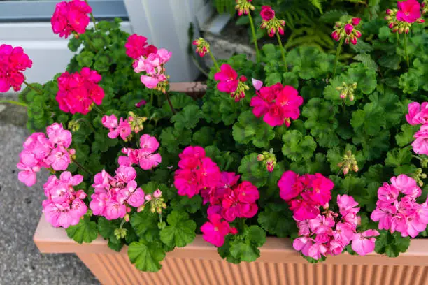 pink and violet red flower in ton pot with green plant