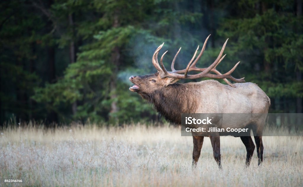Elk Bull elk in the Rocky Mountains Elk Stock Photo