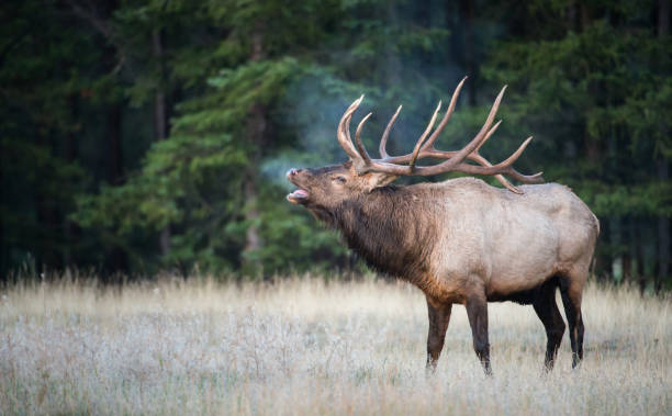 Elk Bull elk in the Rocky Mountains bugling photos stock pictures, royalty-free photos & images