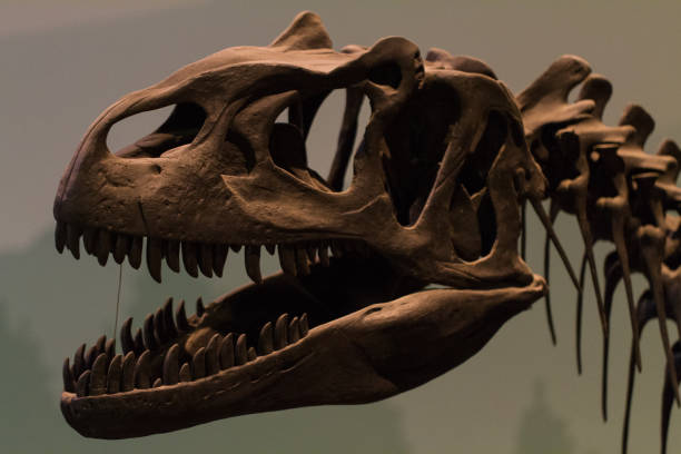 istock Tyrannosaurus Rex skull 842346544