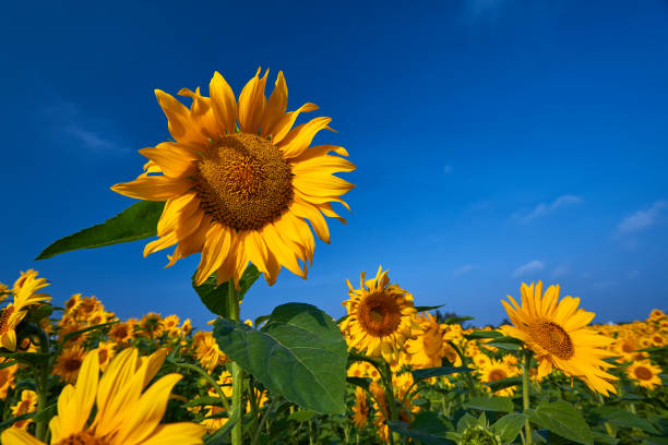 istock pretty yellow sunflowers in field 842350760