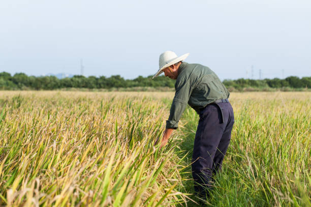 istock old farmer checking rice field in summer 842353718