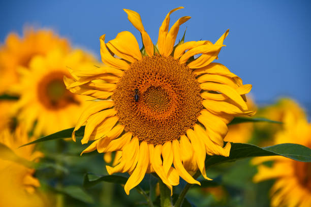 istock pretty yellow sunflowers in field 842353918
