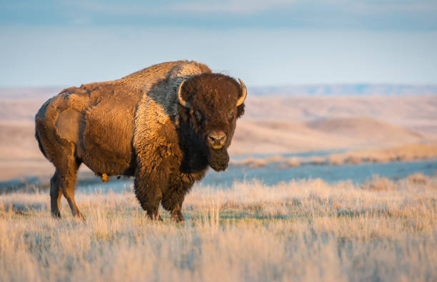 bison  - saskatchewan stock-fotos und bilder