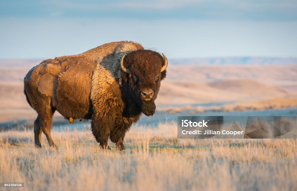 Bison  - Photo de Bison nord-américain libre de droits