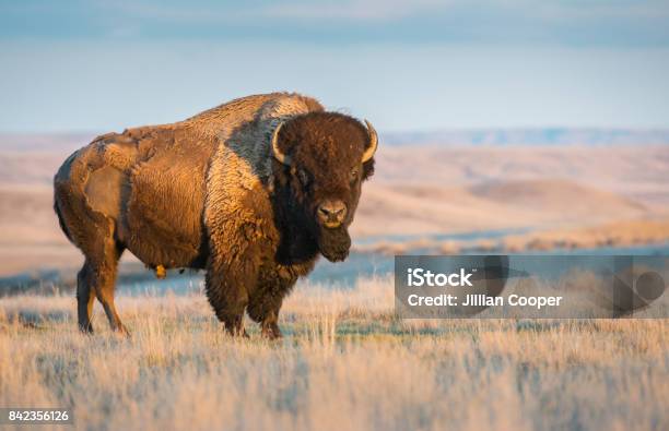 Photo libre de droit de Bison banque d'images et plus d'images libres de droit de Bison nord-américain - Bison nord-américain, Canada, Saskatchewan