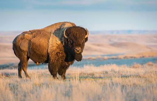 Bison Grazing in Theodore Roosevelt National Park - North Dakota