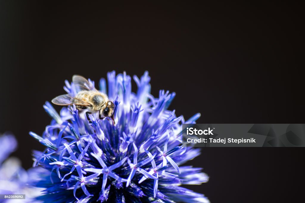A close-up of a bee collects nectar on a meadow cornflower flower A macro shot of a bee collects nectar on a meadow cornflower flower useful for Agricultural Field Stock Photo
