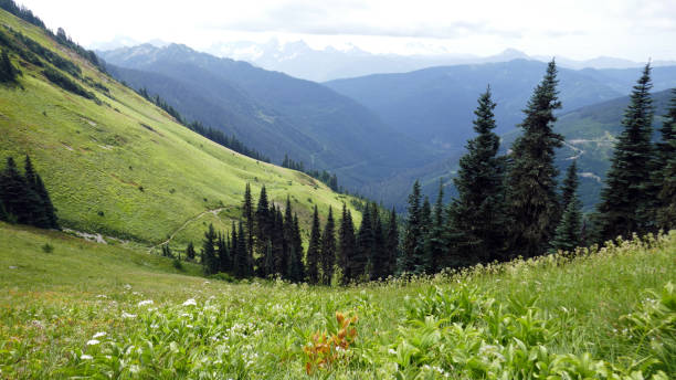 istock Hiking trhough lush Mountain Meadows 842359266