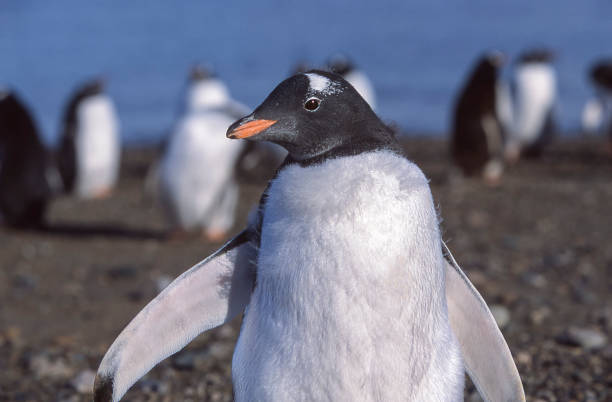 남극 바닷가에 서 있는 야생 젠투 펭귄의 클로즈업 - bird black penguin gentoo penguin 뉴스 사진 이미지