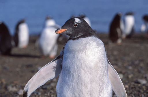 Wild gentoo penguins standing on Antarctica beach where a small number of other penguins are in the background.