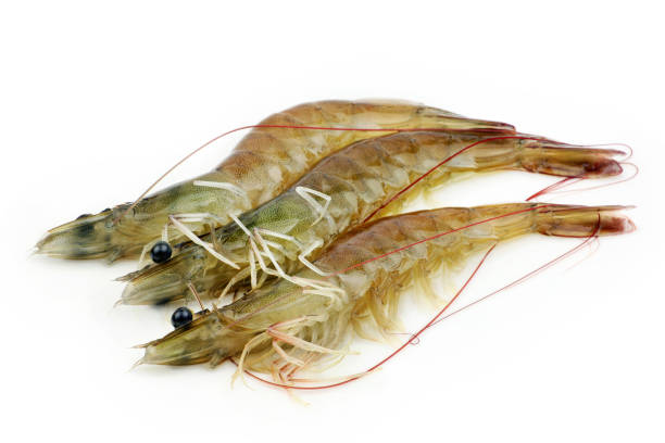 istock Fresh vannamei shrimp on white background 842359728