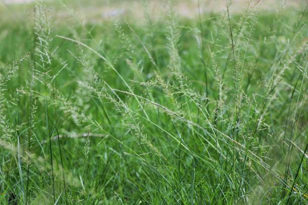 istock Green grass flowers in nature background 842362538