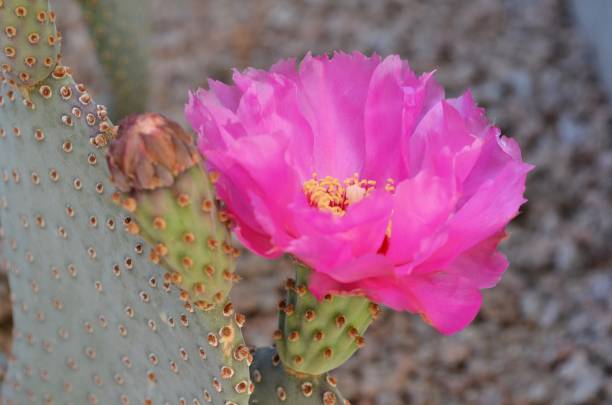 istock Beautiful Pink Cactus Flower 842362644