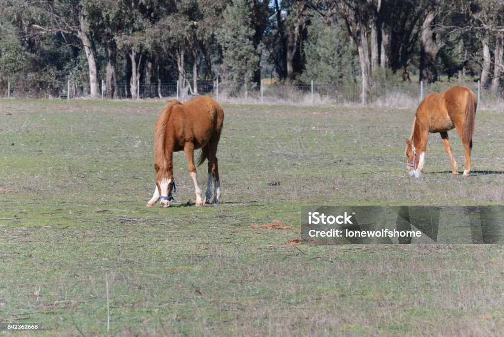 mammal 2 young foals grazing in a grass pasture with trees and fence in background on a sunny day Agricultural Field Stock Photo