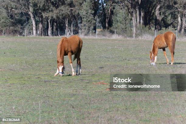 Mammal Stock Photo - Download Image Now - Agricultural Field, Agriculture, Animal