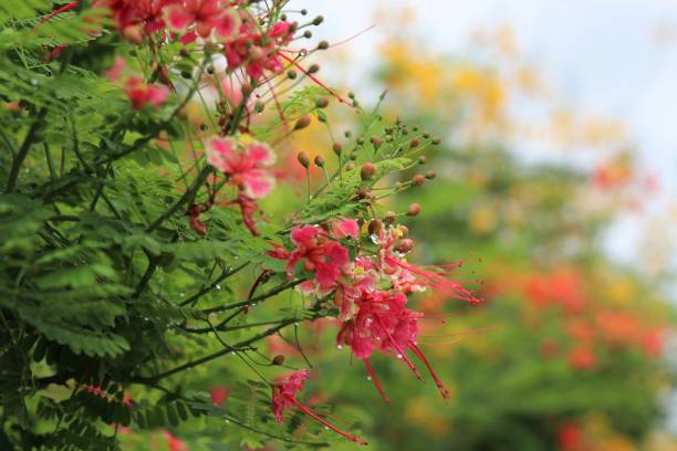istock Barbados Pride pink color freshness on tree with raindrops in nature background 842362724