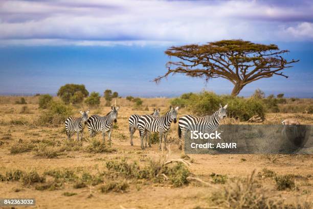 Zebra In The Africa Stock Photo - Download Image Now - South Africa, Safari, Botswana