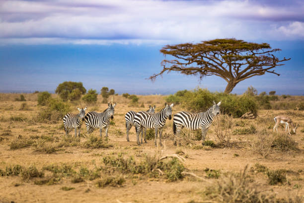 зебра в африке - safari animals arid climate animal mammal стоковые фото и изображения