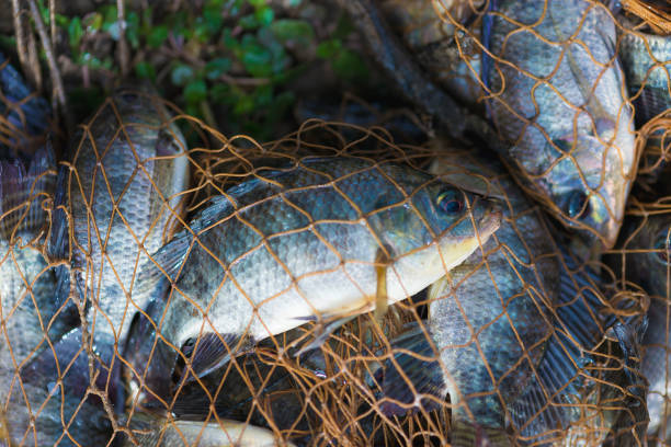 istock Fish in fishing net. animal. 842363274